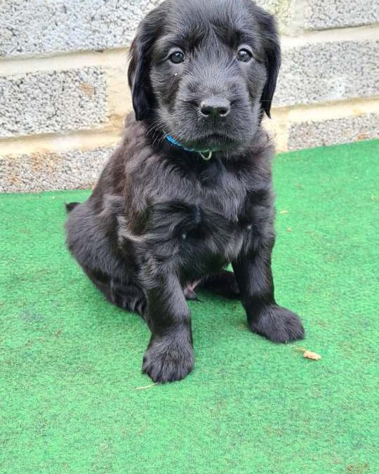 A new Puppy joining the Family